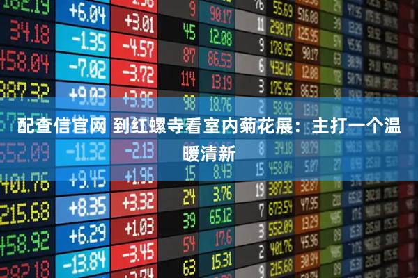 配查信官网 到红螺寺看室内菊花展：主打一个温暖清新